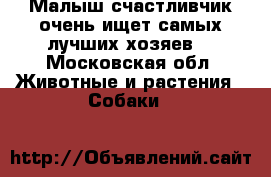 Малыш счастливчик очень ищет самых лучших хозяев  - Московская обл. Животные и растения » Собаки   